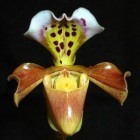 Paphiopedilum gratrixianum